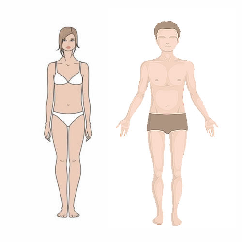 ectomorphe