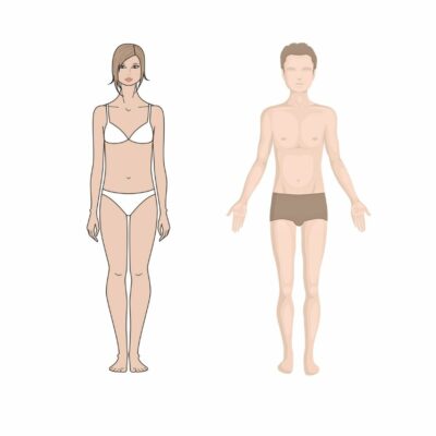 ectomorphe perte de poids