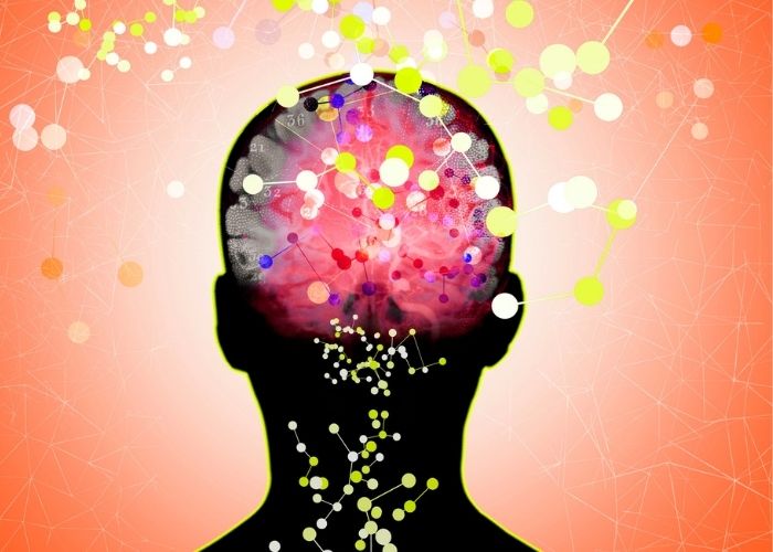neuroscience et perte de poids